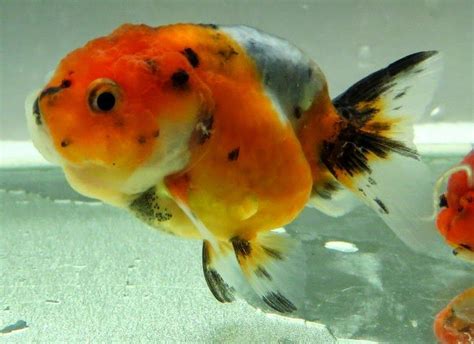 紅龍位|金魚&水族快訊Goldfish & Aquarium Messages